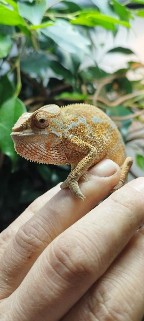 Furcifer Pardalis vrouwen, Dieren en Toebehoren, 0 tot 2 jaar