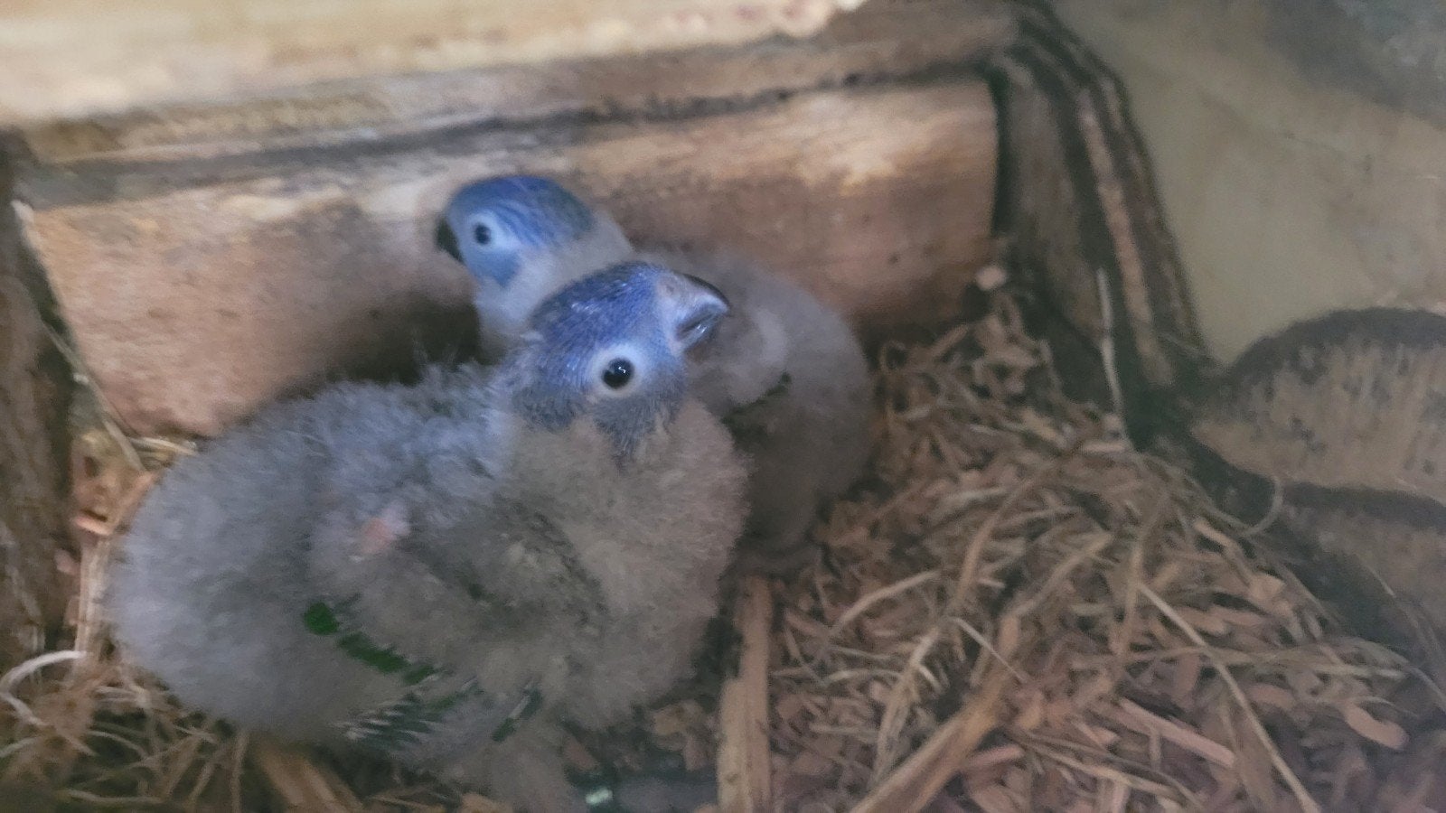 lori van de blauwe bergen handtam, Bagué