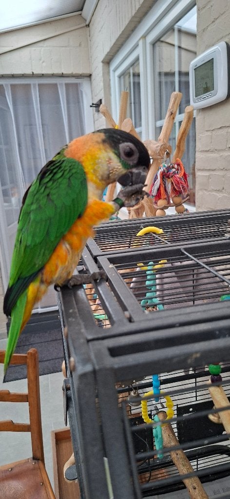 Tamme Zwartkop Caique's, Dieren en Toebehoren, Mannelijk, Dwergpapegaai of Agapornis, Tam