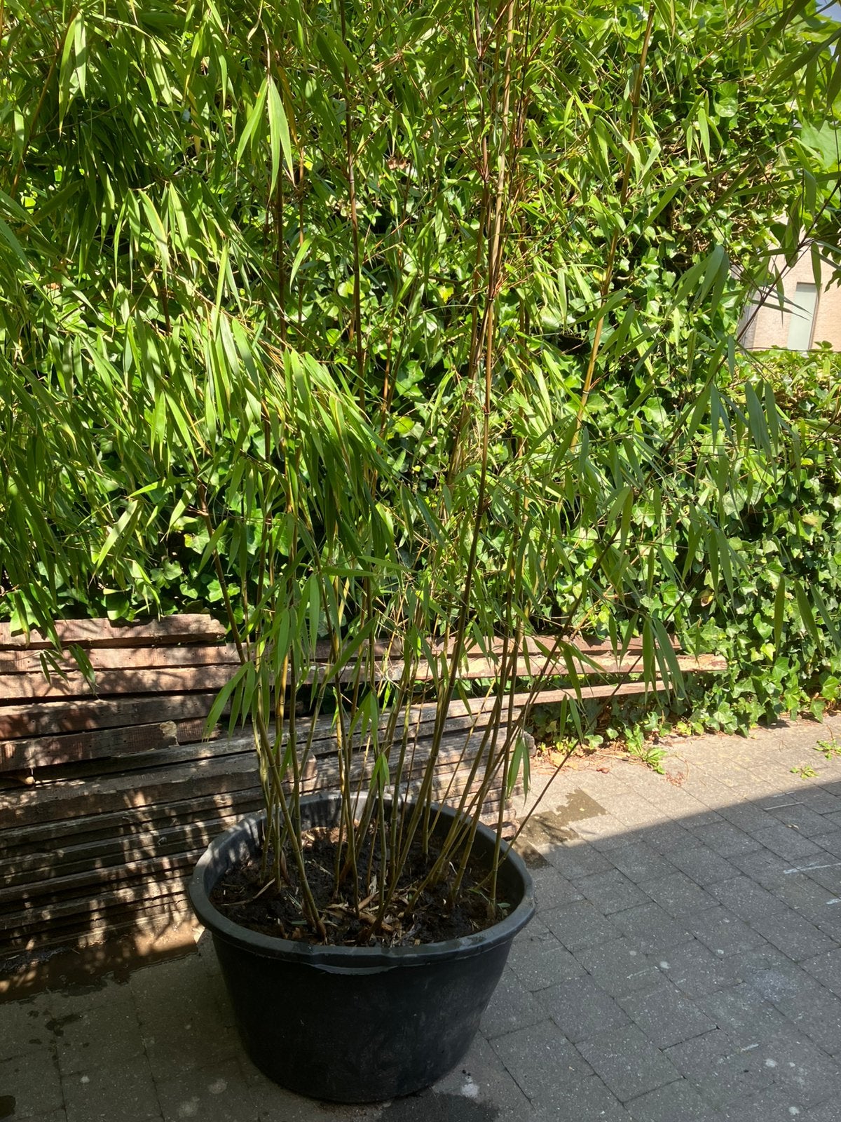 Bamboe Fargesia Scabrida in kuip, Ophalen