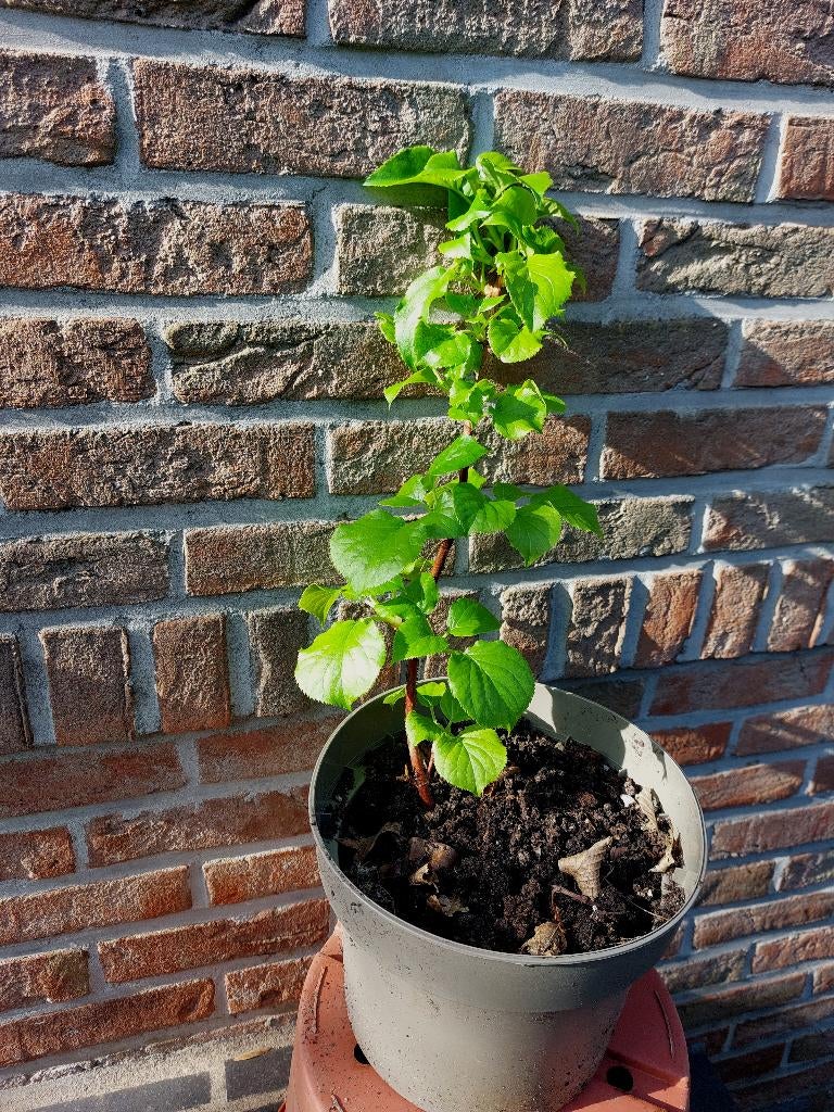 Klimhortensia (Hydrangea anomala 'Petiolaris'), Ophalen, Vaste plant, Halfschaduw, Klimplanten