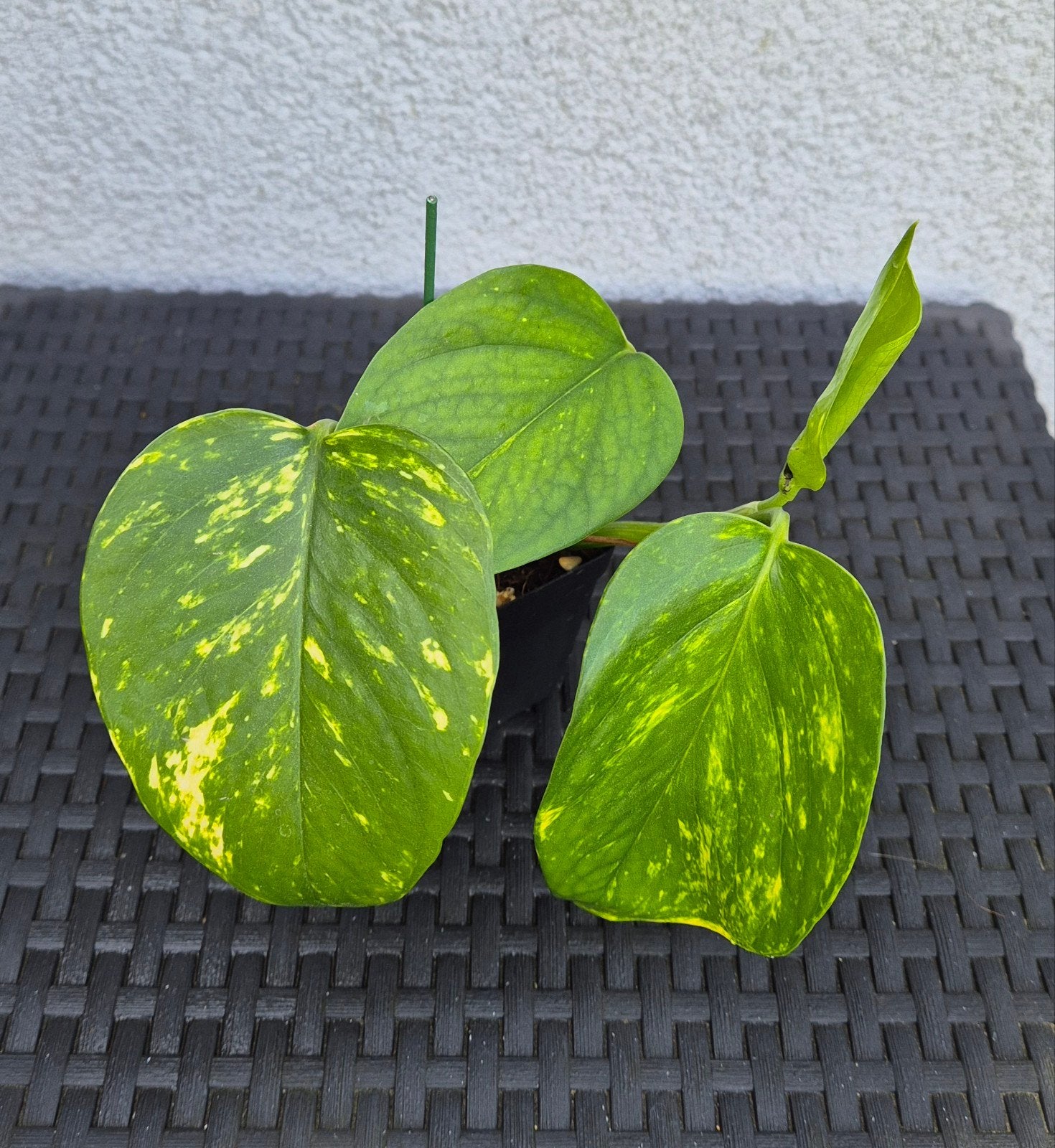 Pothos hawaïen, Enlèvement ou Envoi