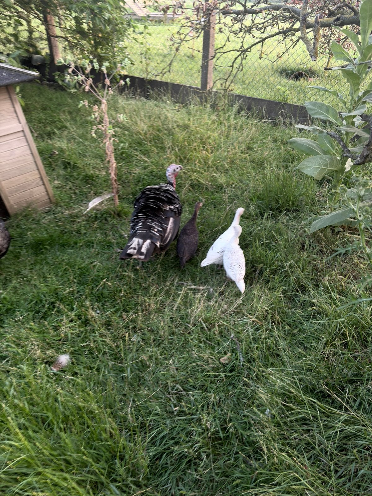 Ronquiere kalkoen(en), Dieren en Toebehoren, Kalkoen