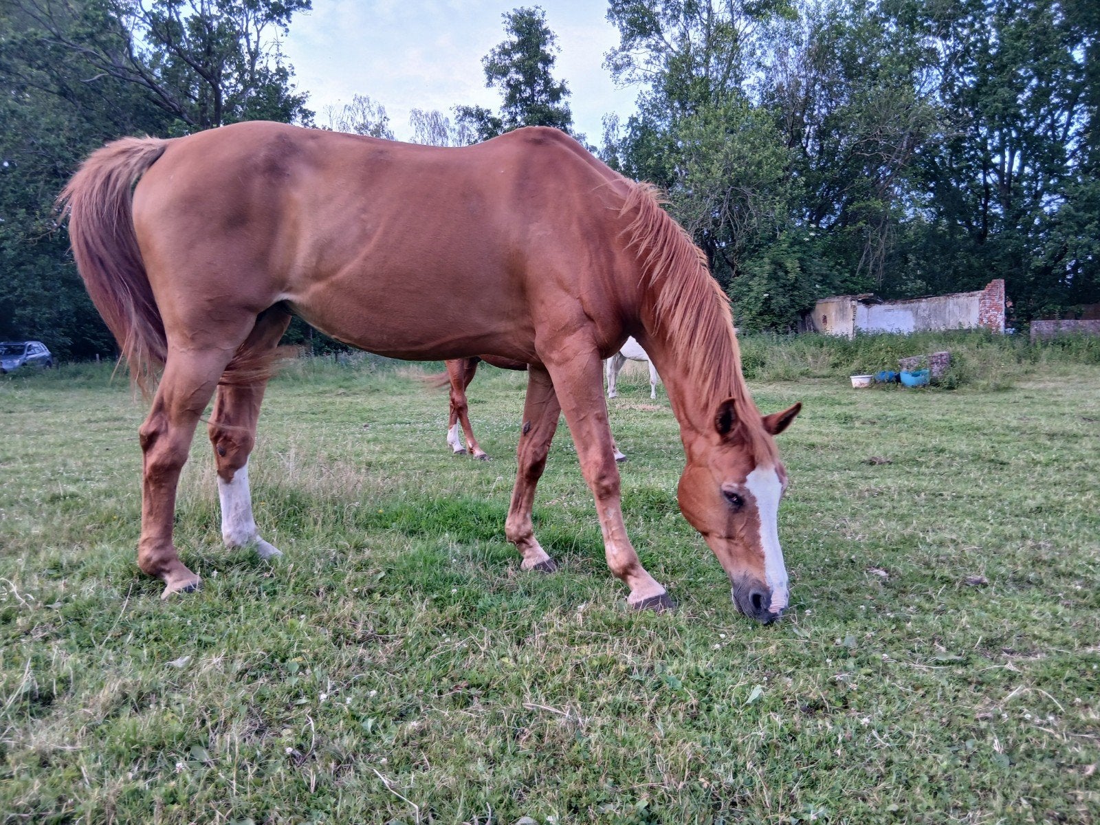 Super lieve merrie, Dieren en Toebehoren, Merrie
