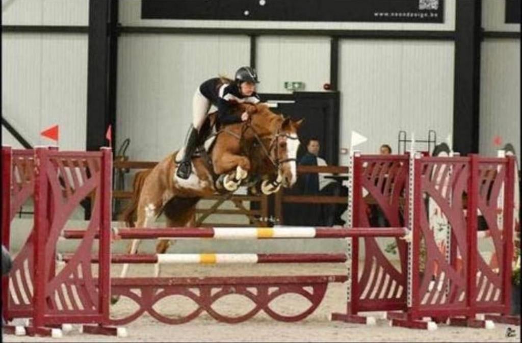 Spring merrie, Dieren en Toebehoren, Paarden, Merrie, Springpaard, Met stamboom, M