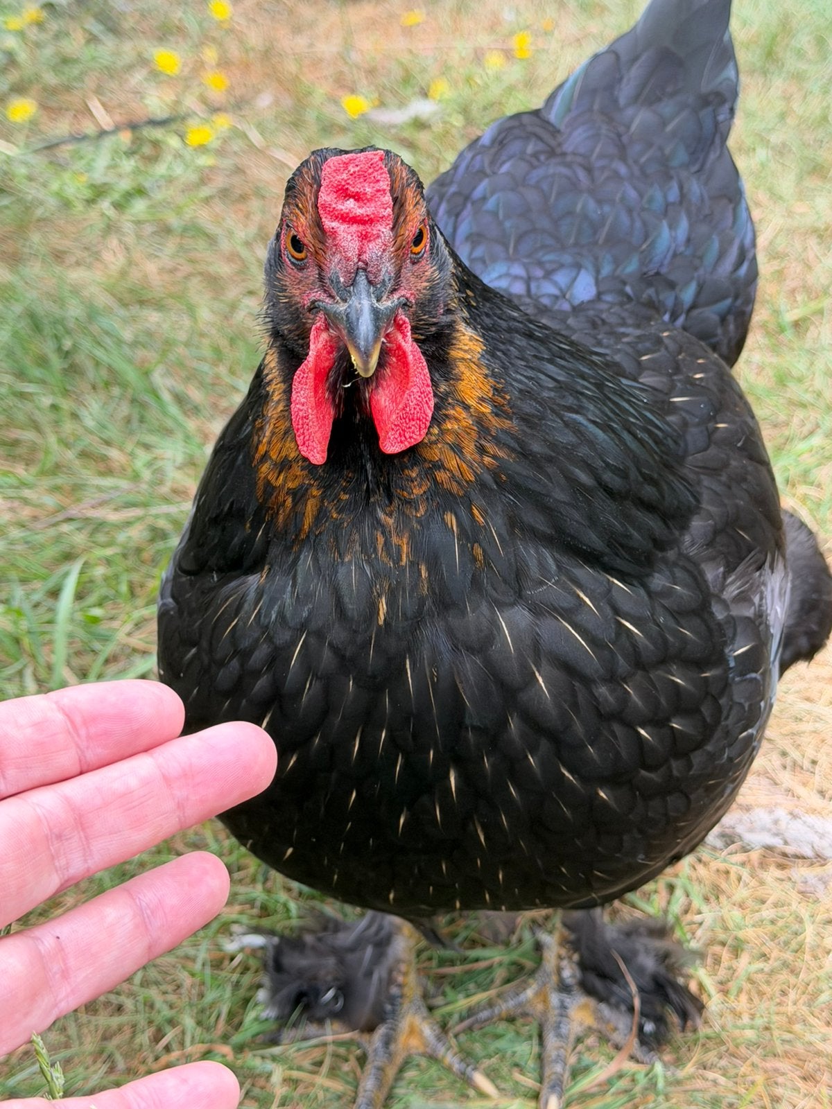 Mooi en lief kipje van april, Dieren en Toebehoren