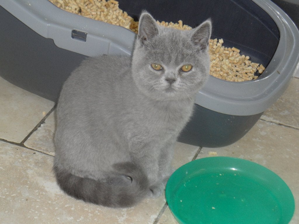 kitten, Dieren en Toebehoren, Kater, Met stamboom, 0 tot 2 jaar