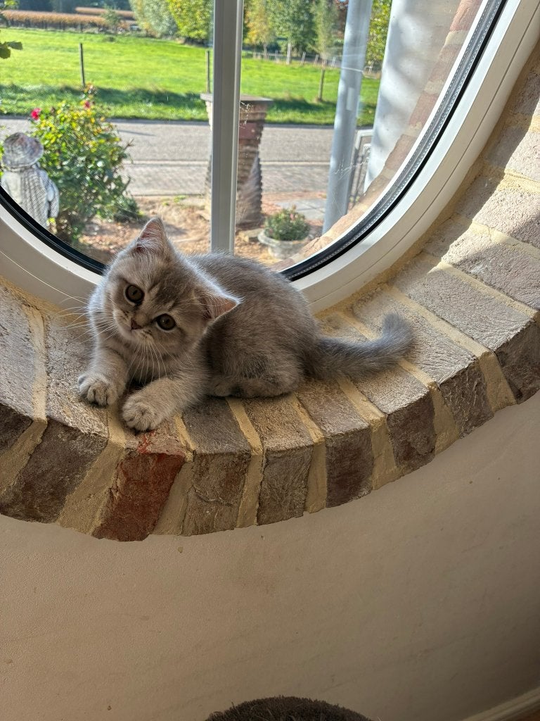 brits korthaar kitten, Plusieurs animaux, Avec puce électronique, 0 à 2 ans