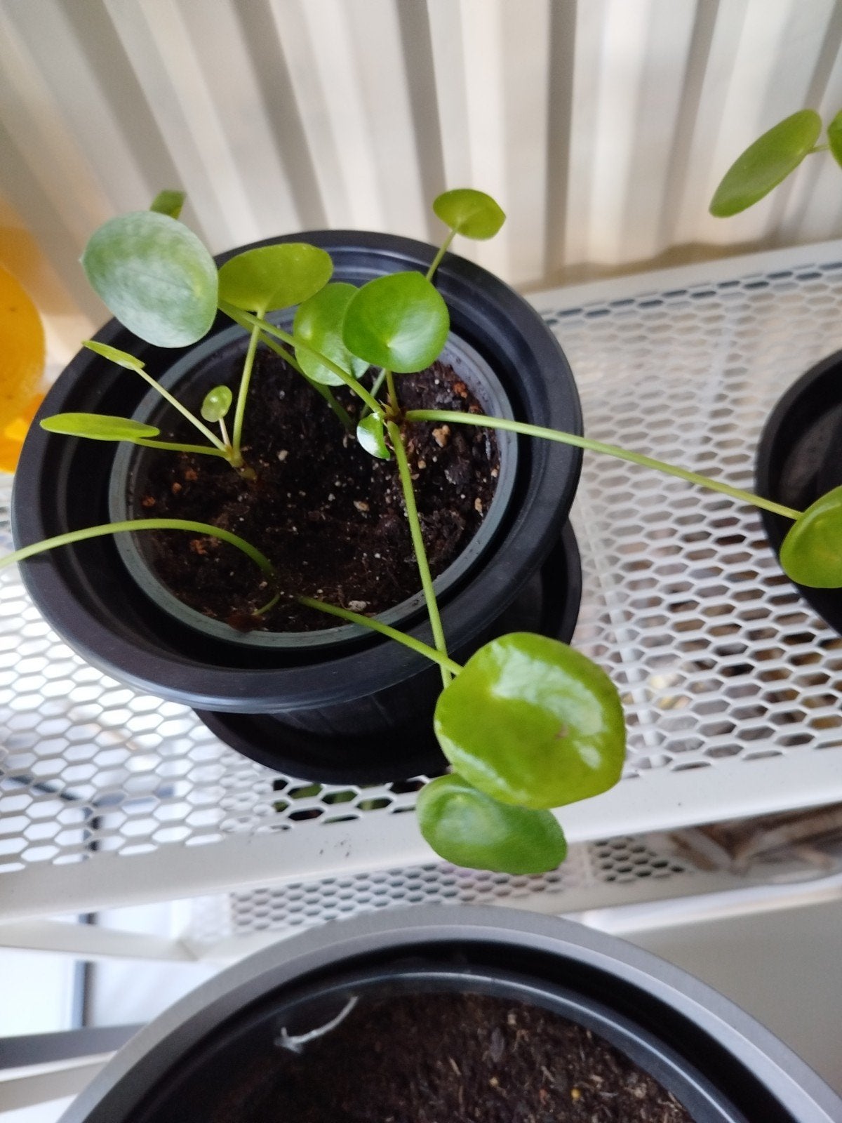 pannenkoekenplantjes, Ophalen