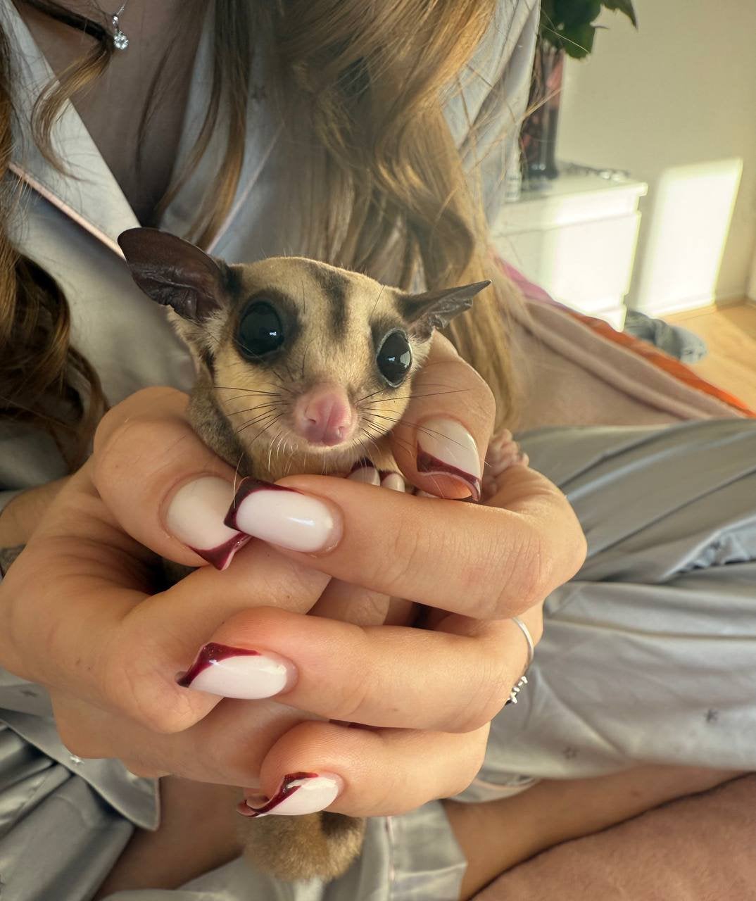 sugar glider, Ophalen of Verzenden
