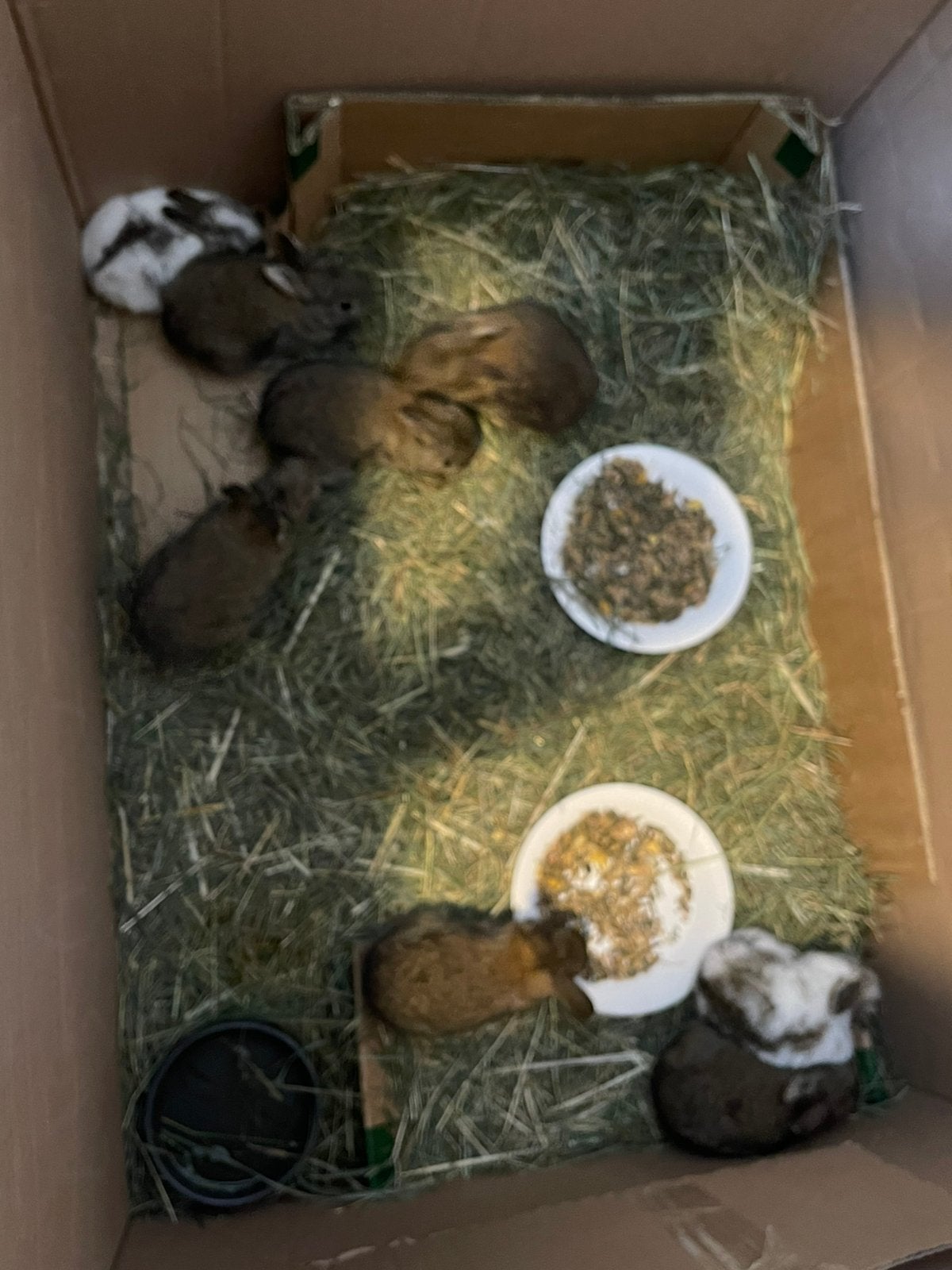 8 kleintjes gratis en 1 volwassen konijn vrouwtje, Dieren en Toebehoren, Meerdere dieren, Overige typen, Tam, September
