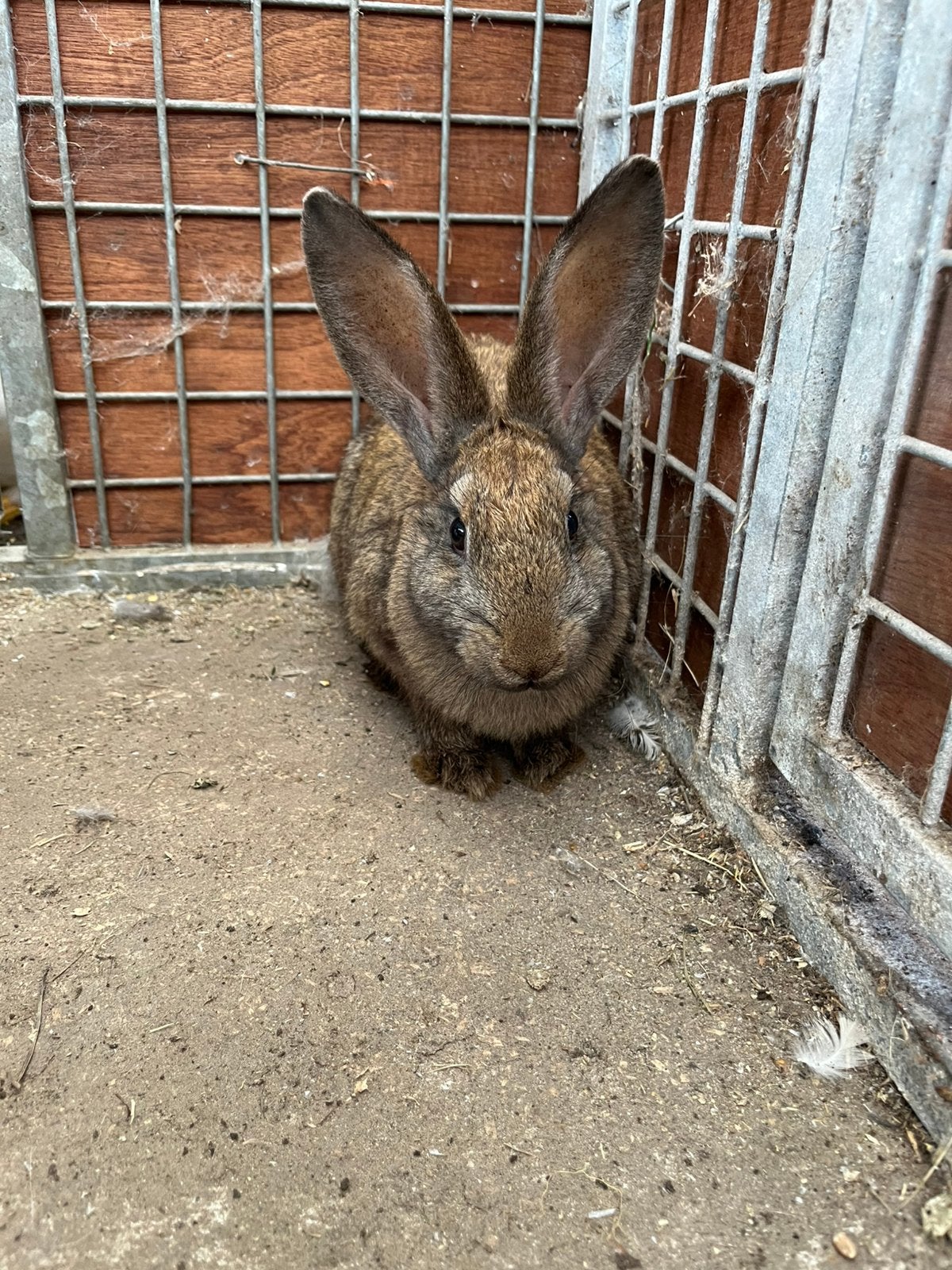 5 lapins de boucherie cherchent un foyer, Plusieurs animaux, Grand, 0 à 2 ans