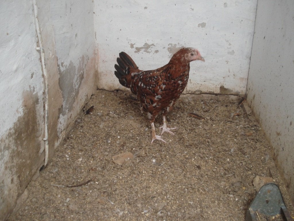 hen (porselein, duizendkleur), Vrouwelijk, Kip