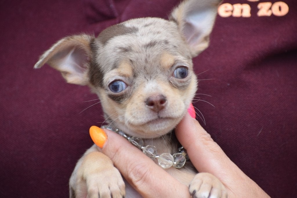 Chiots Chihuahua de toutes les couleurs, Animaux & Accessoires, 15 semaines à 1 an, Étranger, Hépatite contagieuse (maladie de Rubarth)