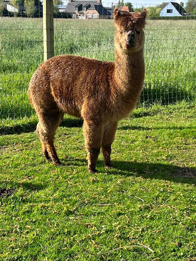 Alpaca hengst, Avril