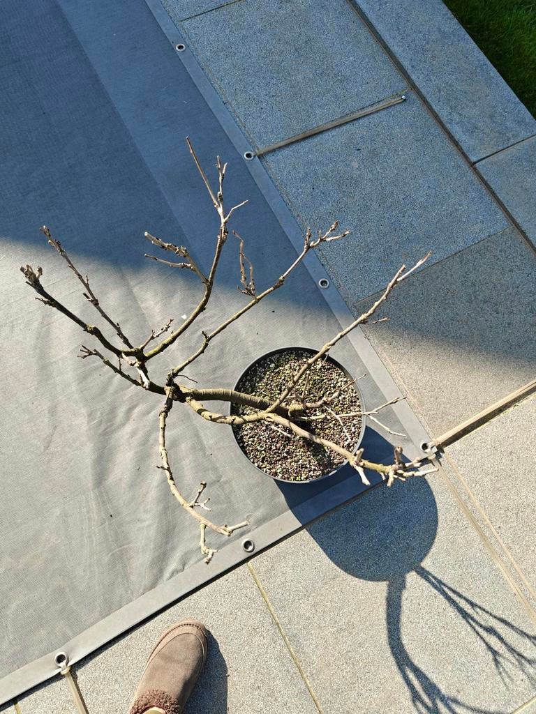 Bonsai westeria, Ophalen, Vaste plant