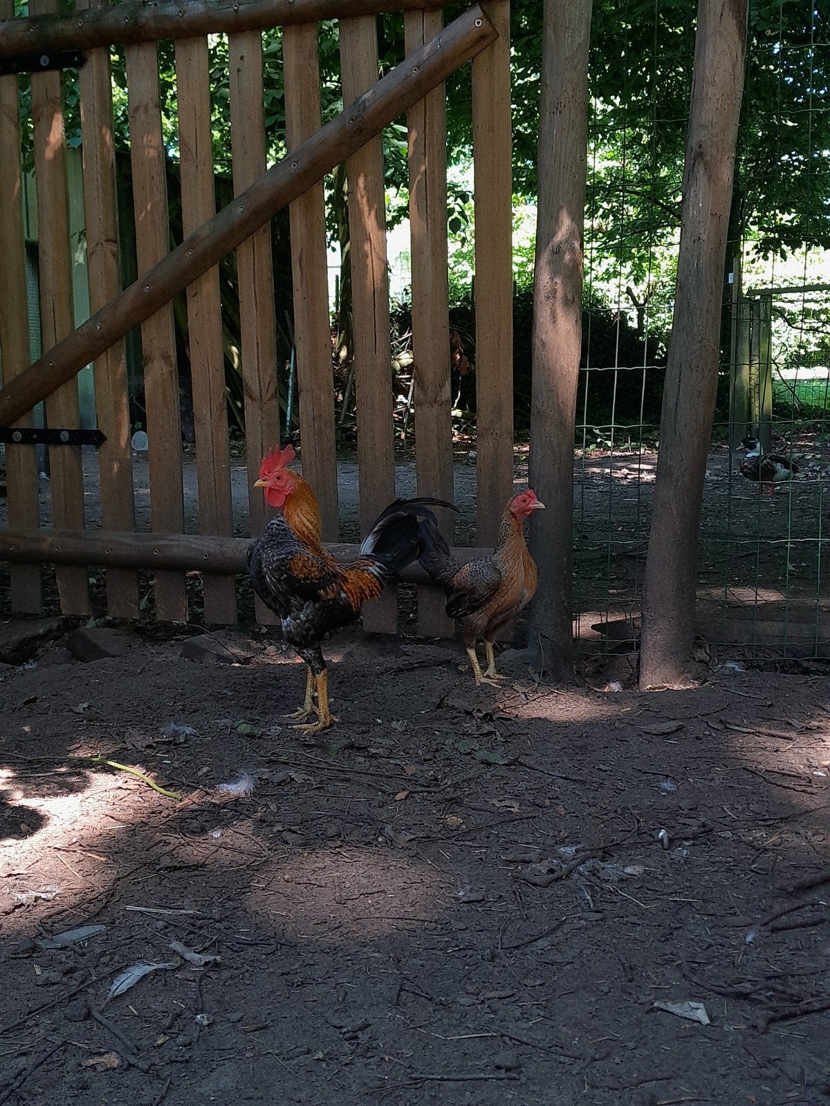 Oud Engelse vechtkrielen, Plusieurs animaux, Poule ou poulet