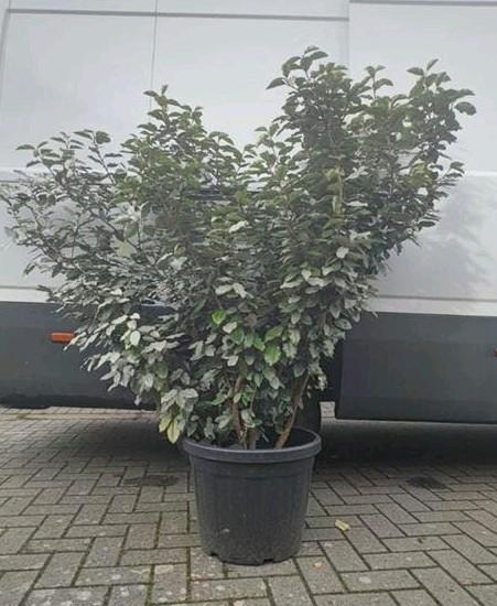Eleagnus ebbengei 'compacta', in 45liter pot, Tuin en Terras, Planten | Bomen, Ophalen