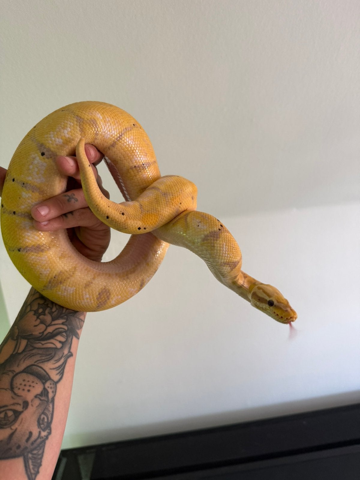Koningspython banana pastel, Dieren en Toebehoren