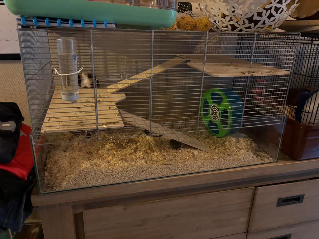 Goudhamster + kooi, Dieren en Toebehoren, Hamster, Vrouwelijk, Januari, Tam