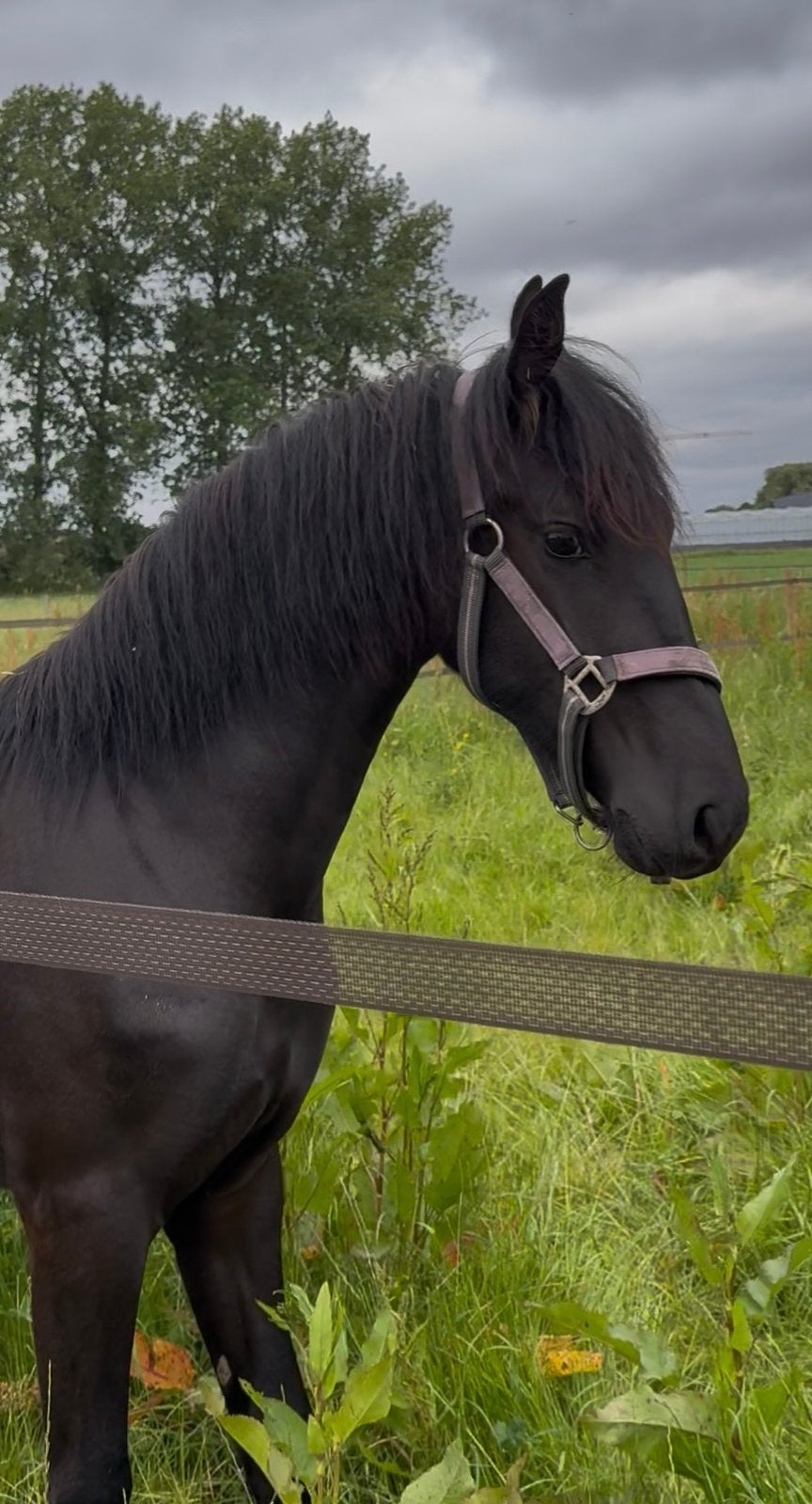 Friese jaarling Merrie, Dieren en Toebehoren, Merrie
