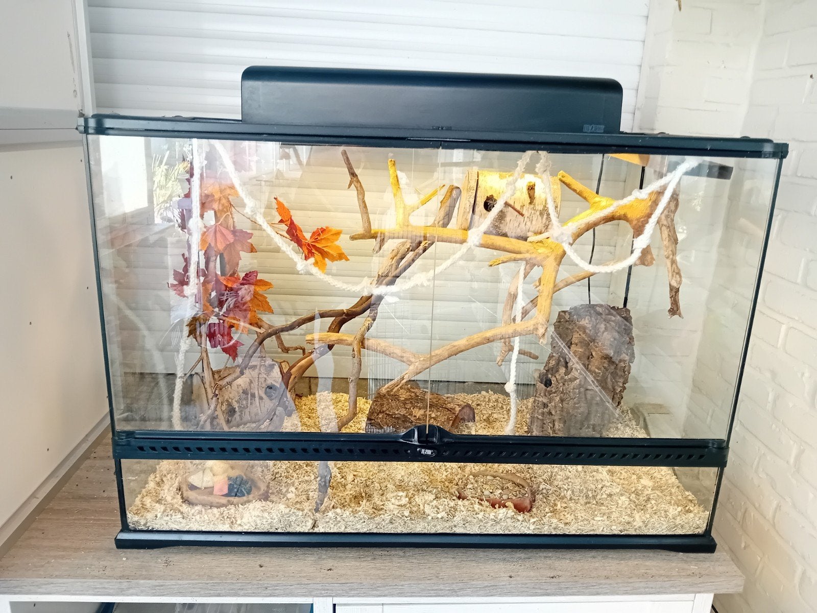 6 afrikaanse dwergrelmuizen met terrarium, Dieren en Toebehoren, April, Meerdere dieren, Muis