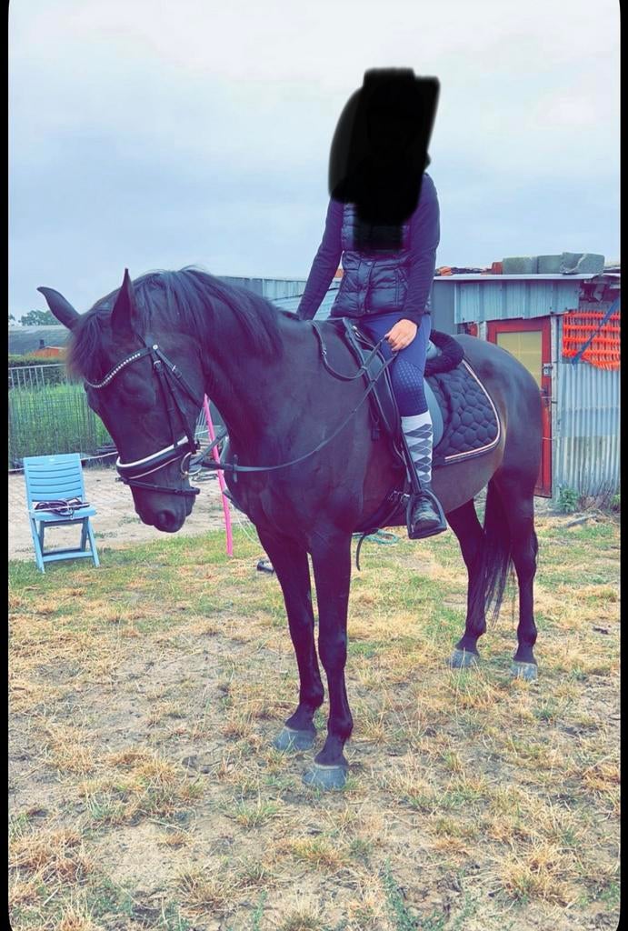 Merrie van 23 jaar, Dieren en Toebehoren, Merrie, Met stamboom, Zadelmak, 11 jaar of ouder