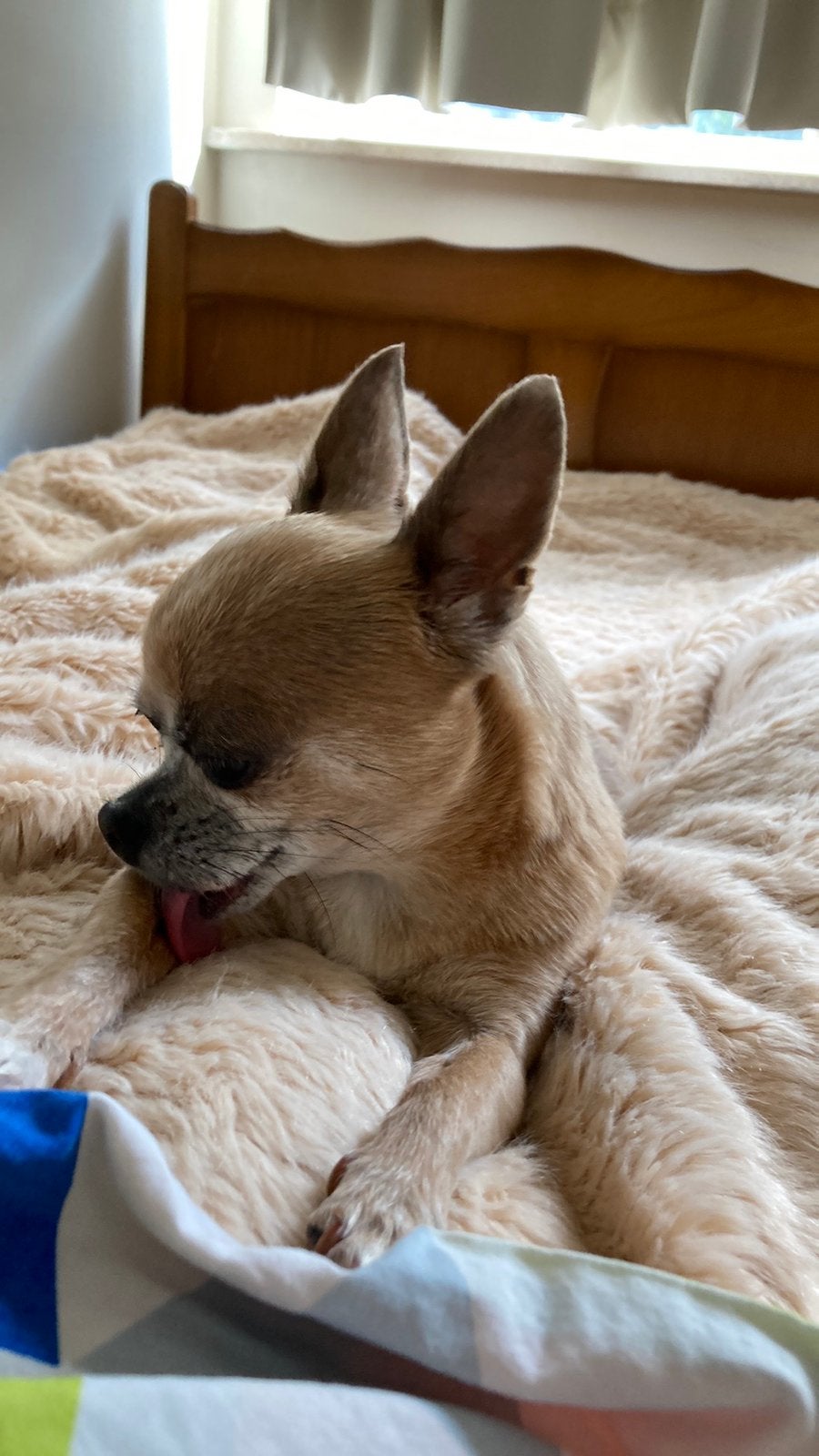Chiwawa, Maladie de Carré (chiens), Particulier, Chienne, Belgique