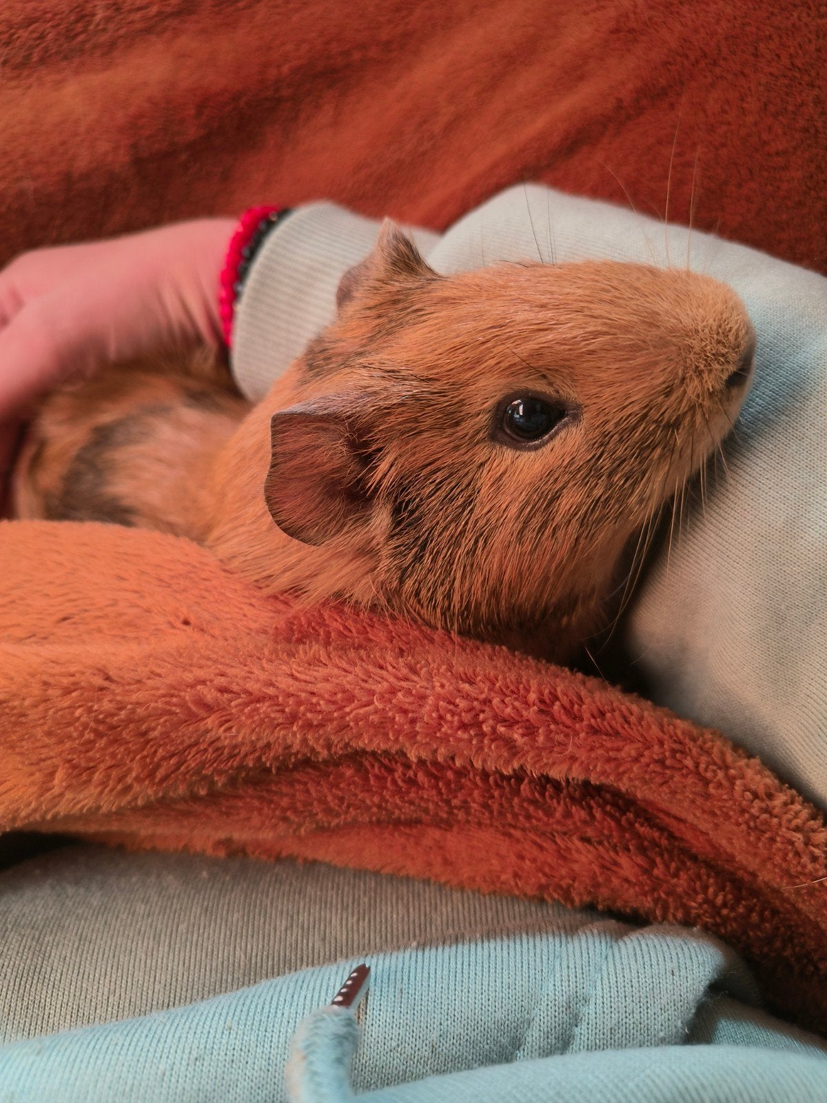 cavia bruin met zwart, Animaux & Accessoires, Août, Mâle, Cobaye
