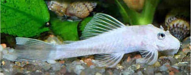 Jonge sneeuwwitte ancistrus ruitenkuisers, Poisson, Poisson d'eau douce