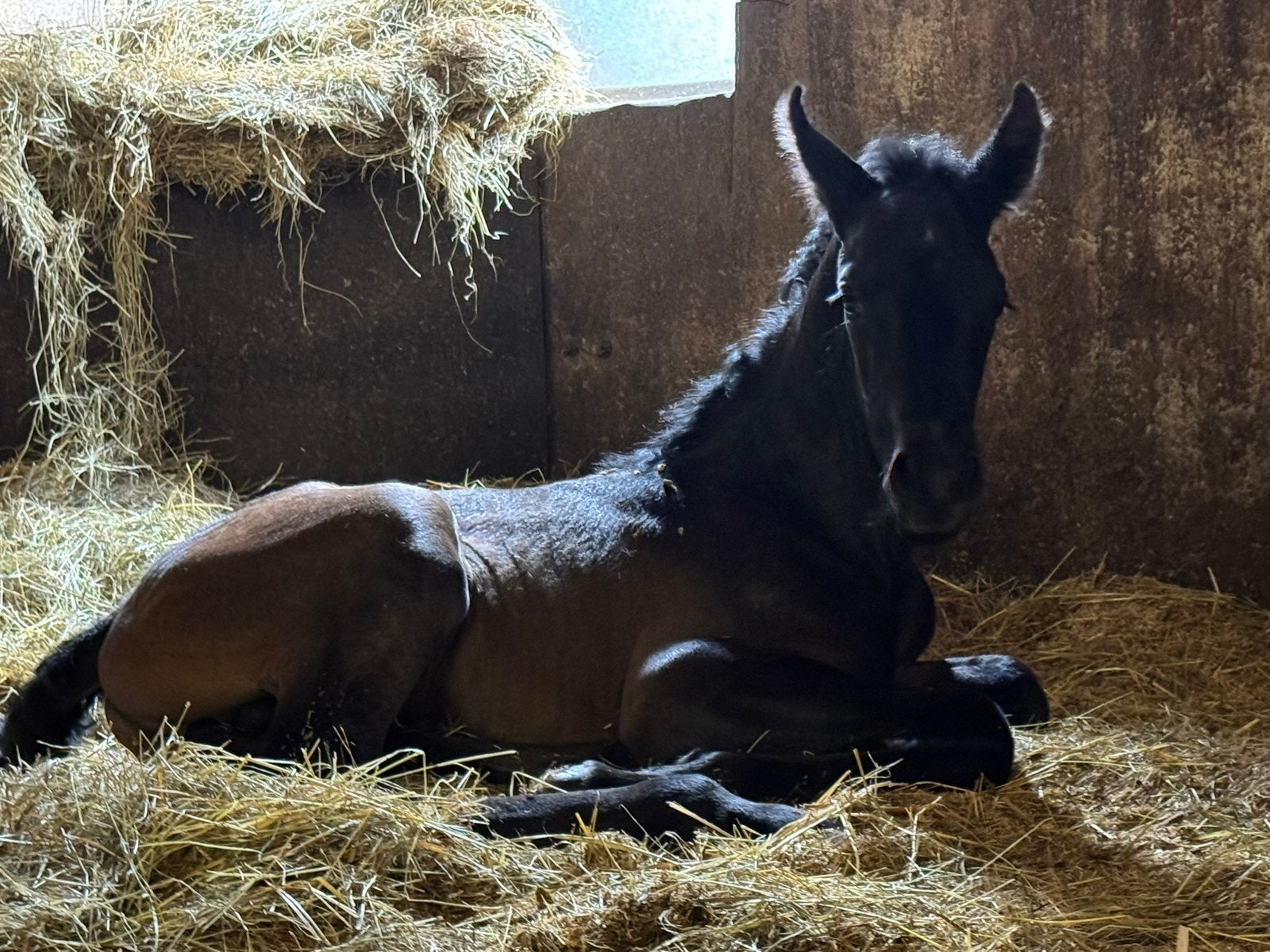 Prachtige PRE veulens en jaarlingen, Dieren en Toebehoren, Paarden, Hengst, Onbeleerd, 165 tot 170 cm, 0 tot 2 jaar, Dressuurpaard