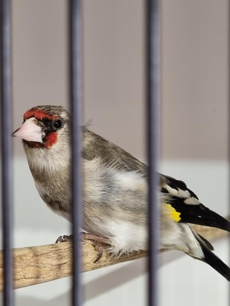 GEZOCHT koppel Grijskopputters