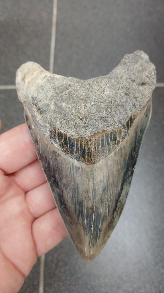 Dent de requin mégalodon fossile de 12,1 cm, Collections, Enlèvement ou Envoi, Fossile