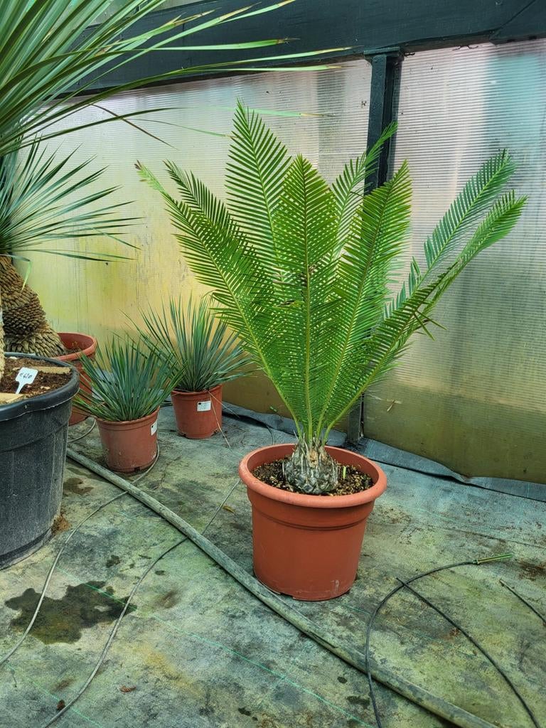 Dioon eldule,  stam 10cm, totaal 80cm, Tuin en Terras, Ophalen
