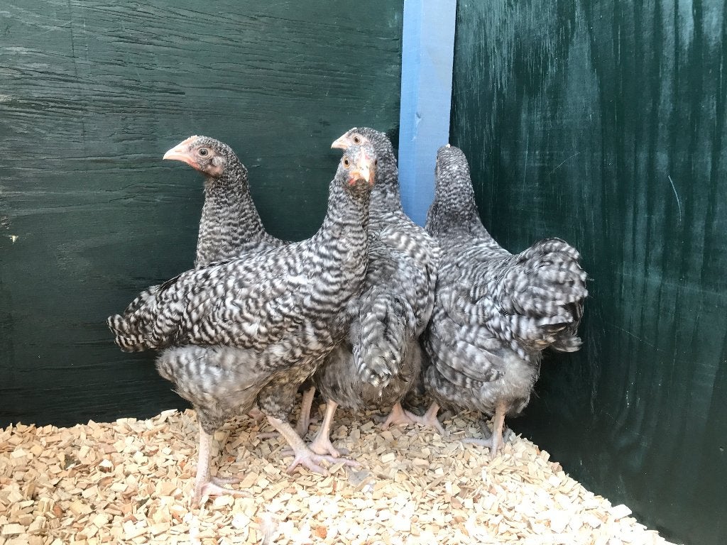 Jonge tamme Noord Hollandse Blauwe kippen gesekst & ingeënt, Animaux & Accessoires, Volatiles, Femelle, Poule ou poulet