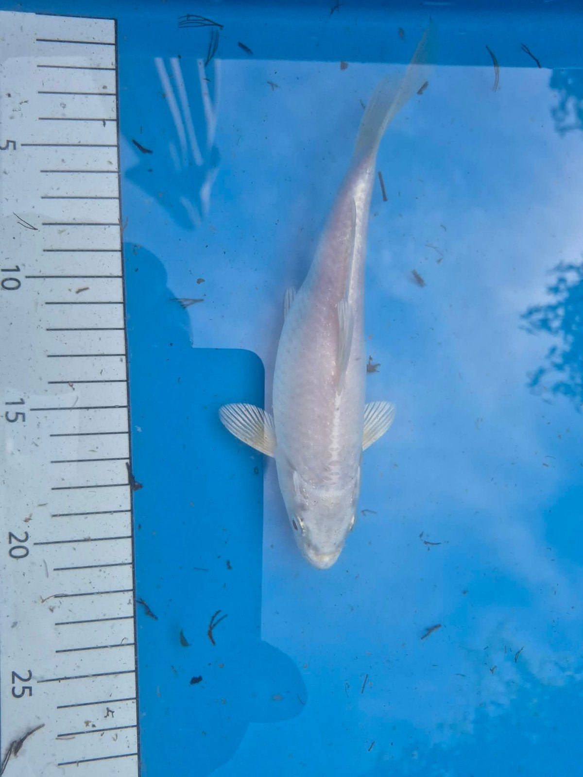 Platinum ogon, Dieren en Toebehoren, Vissen | Vijvervissen