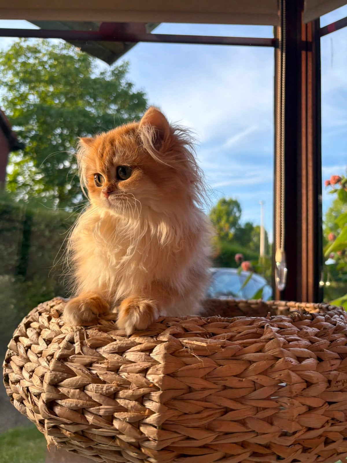Britse Langhaar kitten met stamboom, Dieren en Toebehoren, Poes, Met stamboom, 0 tot 2 jaar