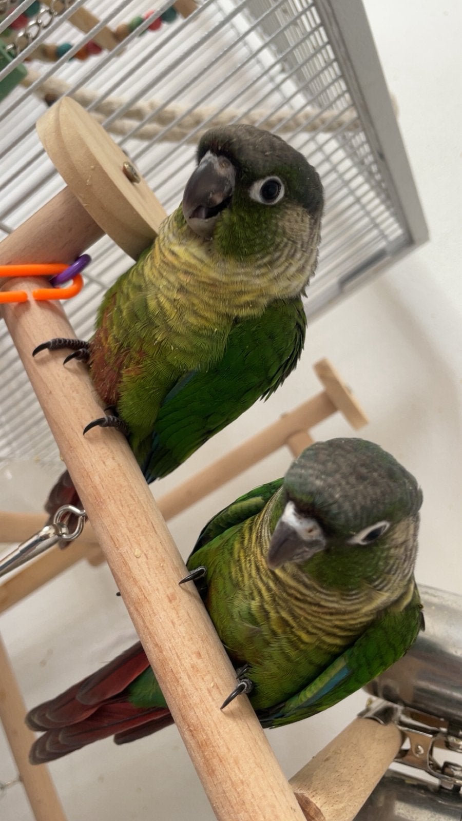 Conure EAM