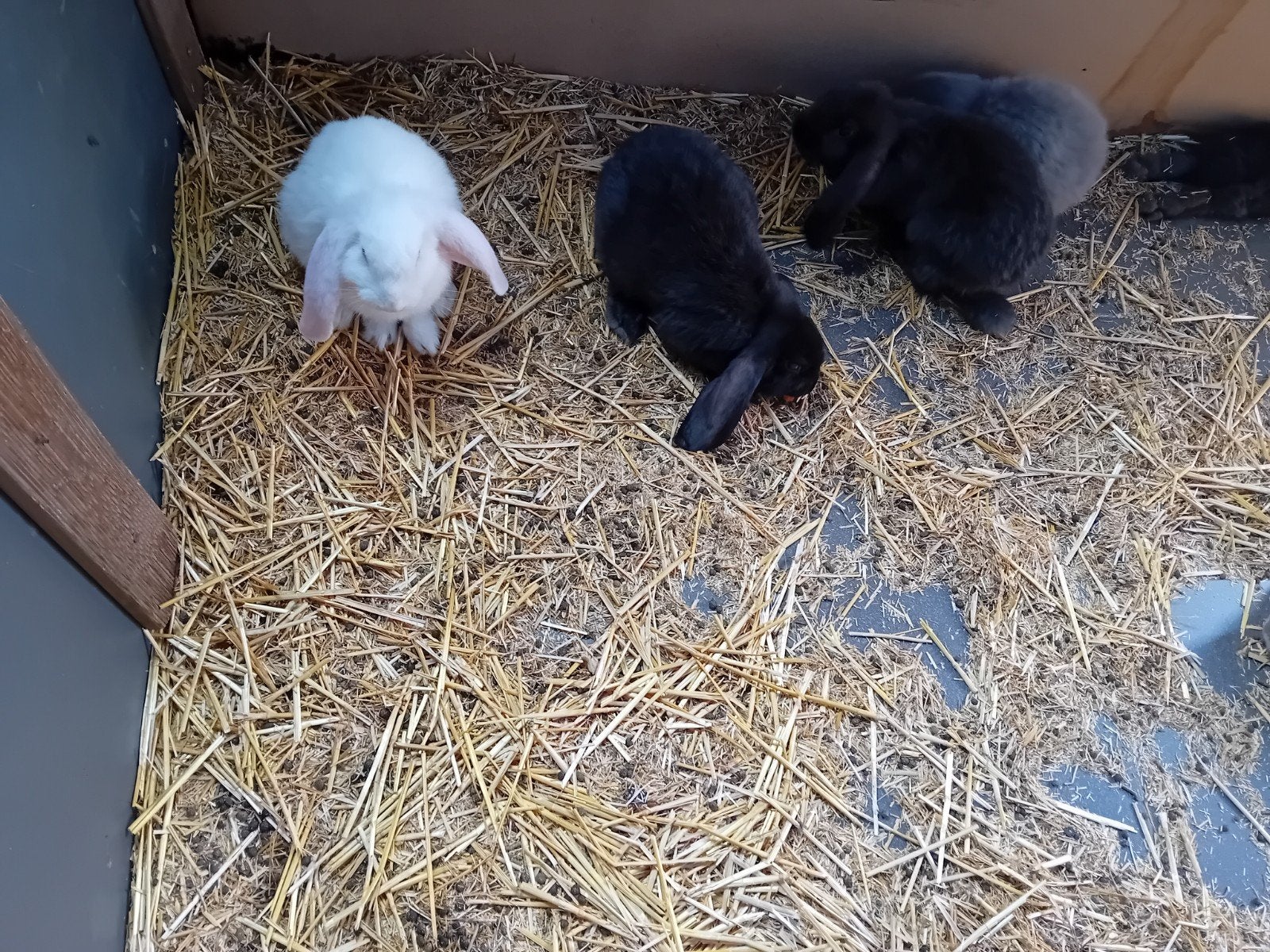 Zwarte franse hangoor rammetjes, Mannelijk, Groot, Hangoor, 0 tot 2 jaar