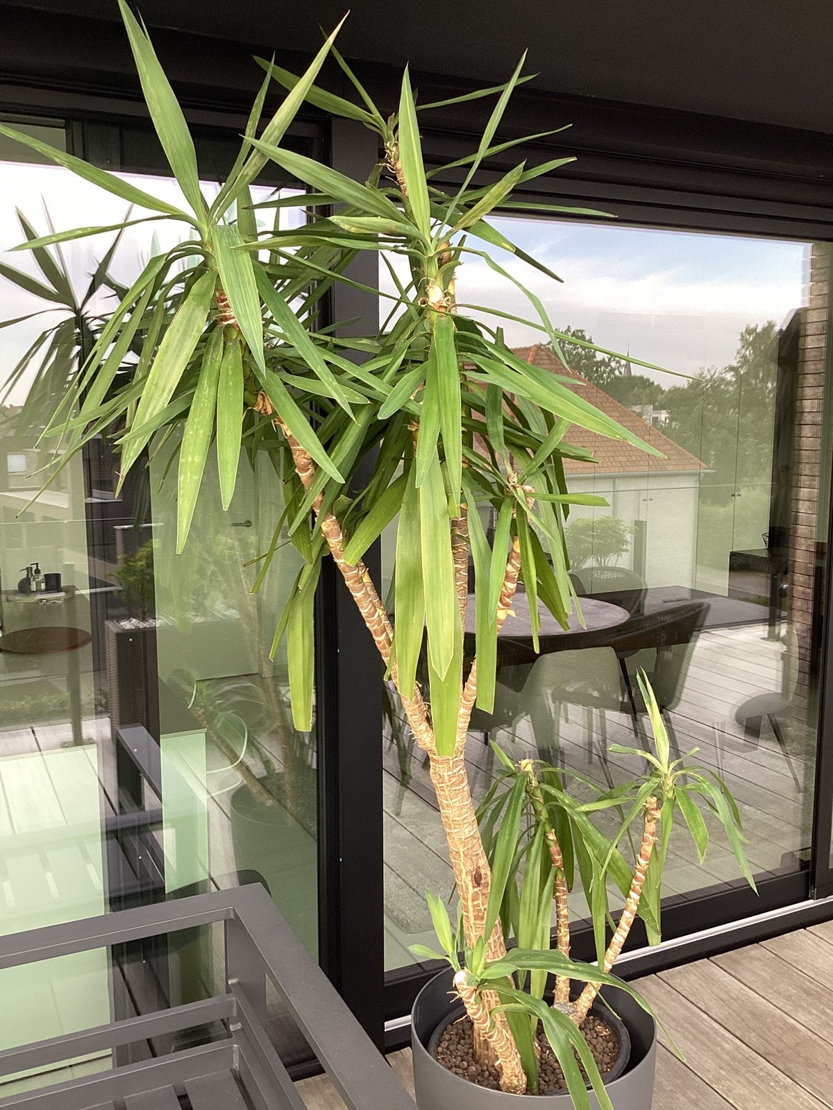 Yucca plant, Tuin en Terras, Ophalen, Vaste plant, Halfschaduw