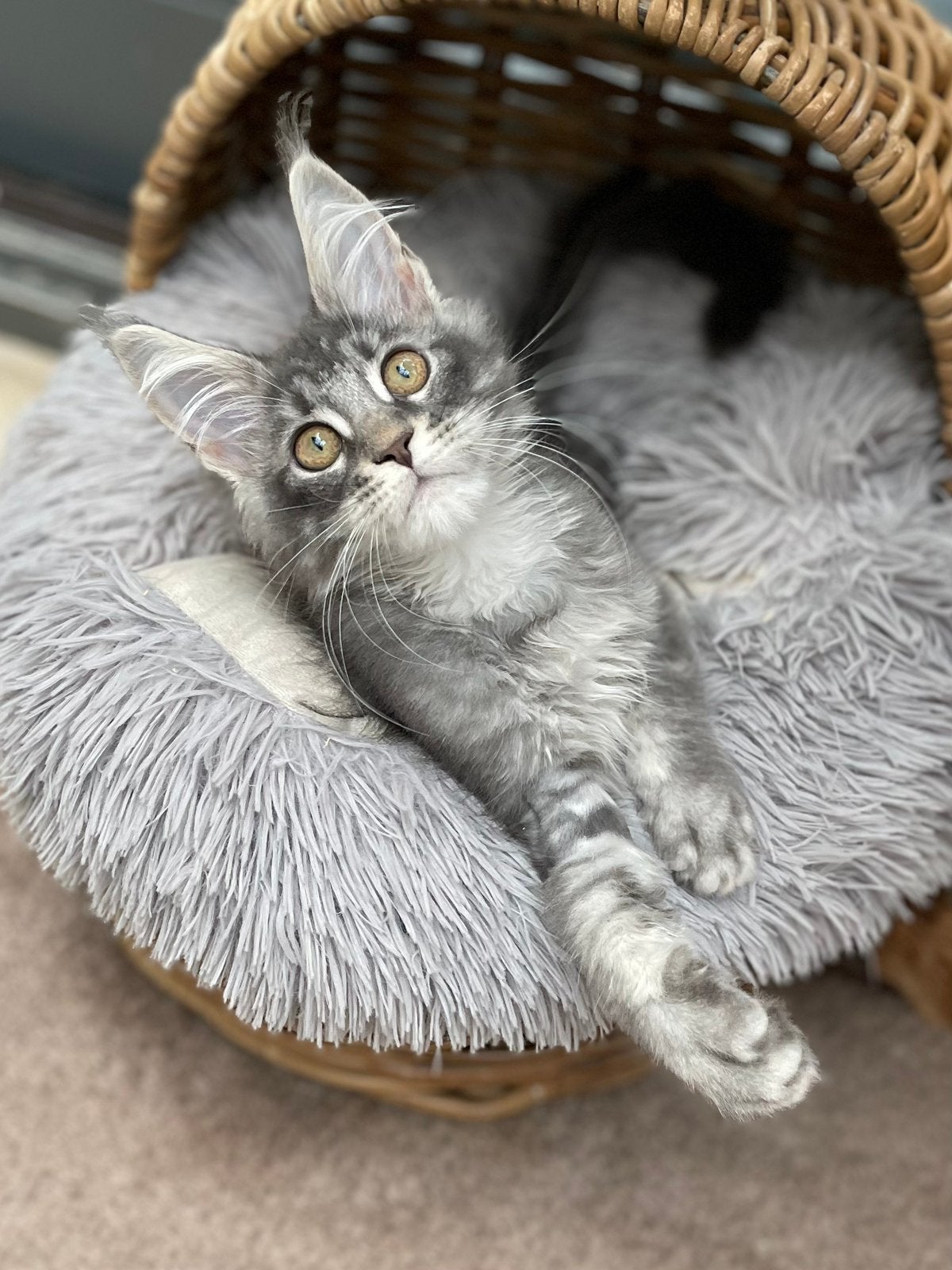 Maine coon kitten, Dieren en Toebehoren, Poes, Met stamboom, 0 tot 2 jaar