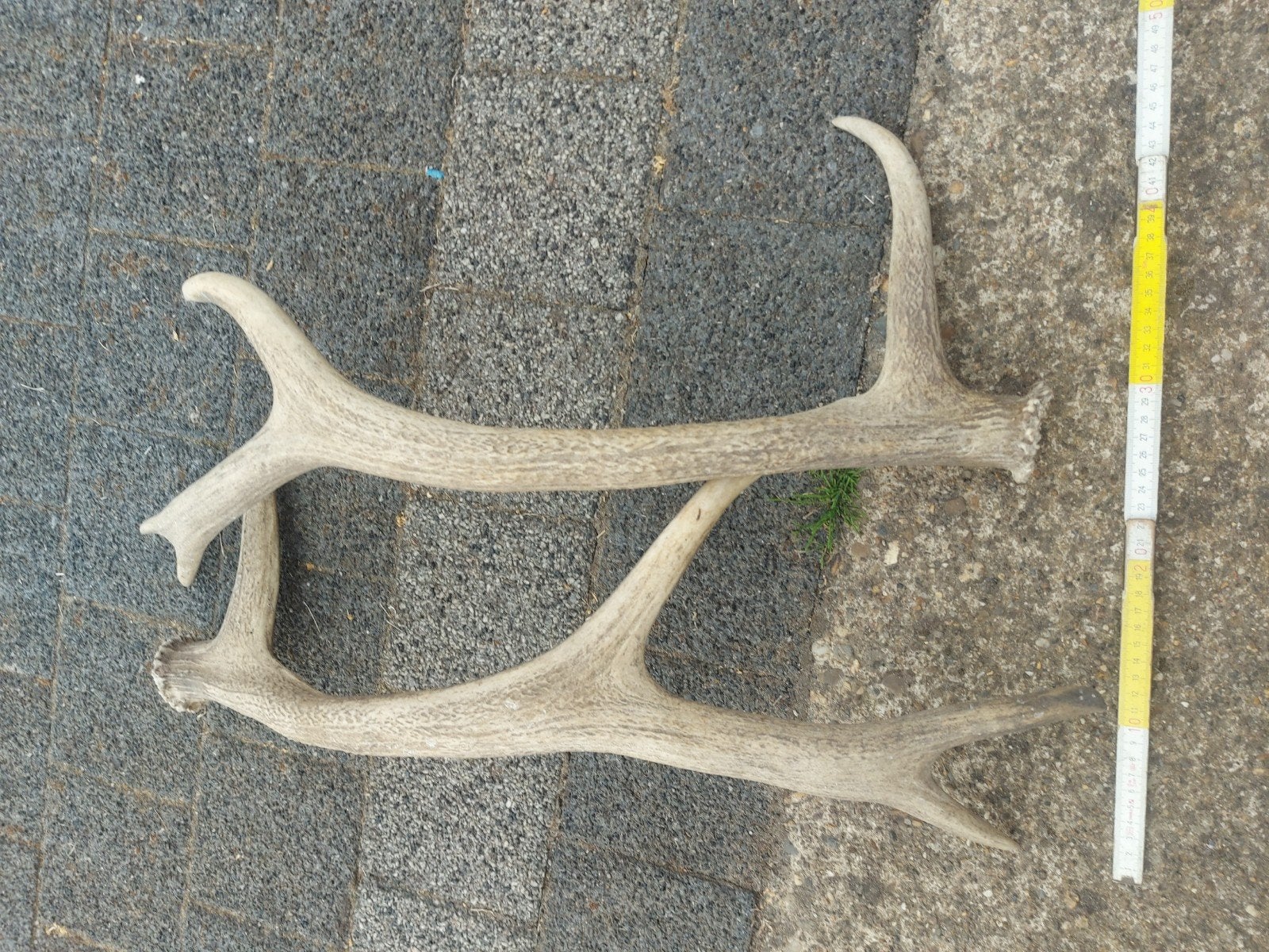 herten gewei, Ophalen of Verzenden, Gebruikt, Hert