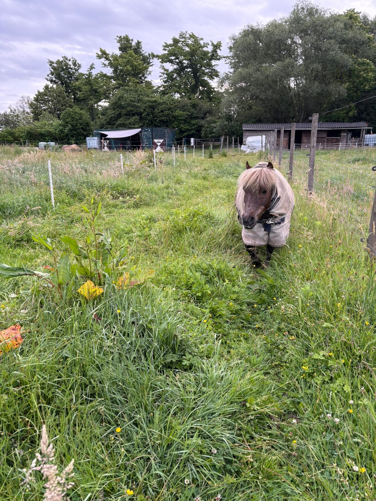 Ruiter zoekt paard/plekje vrij op weide in Edegem/Kontich, Dieren en Toebehoren, Ruin