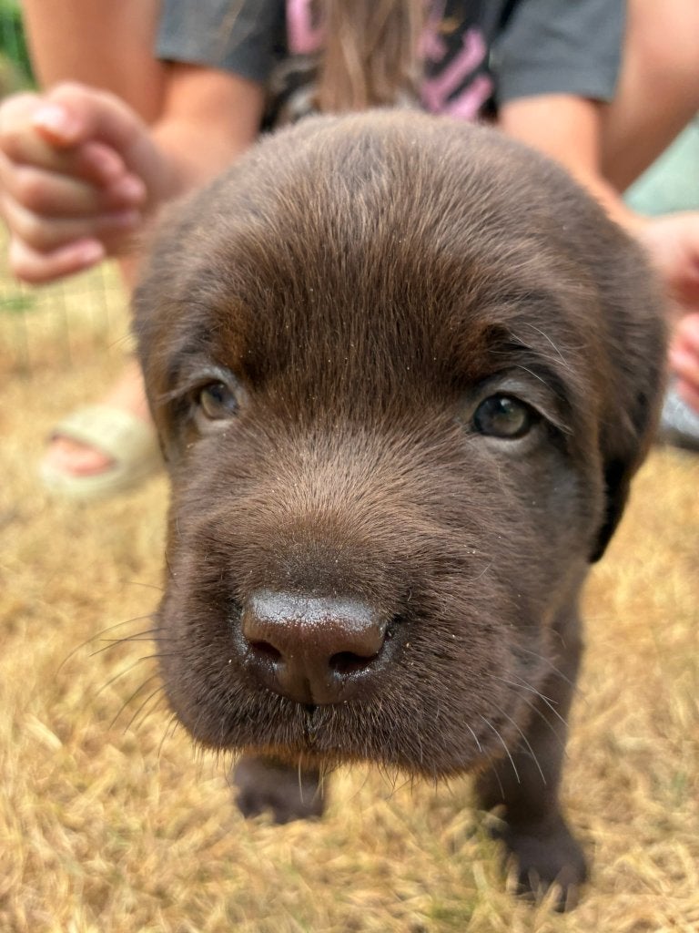 Chiot labrador brun chocolat, Chien (mâle), Hépatite contagieuse (maladie de Rubarth), Belgique, 8 à 15 semaines