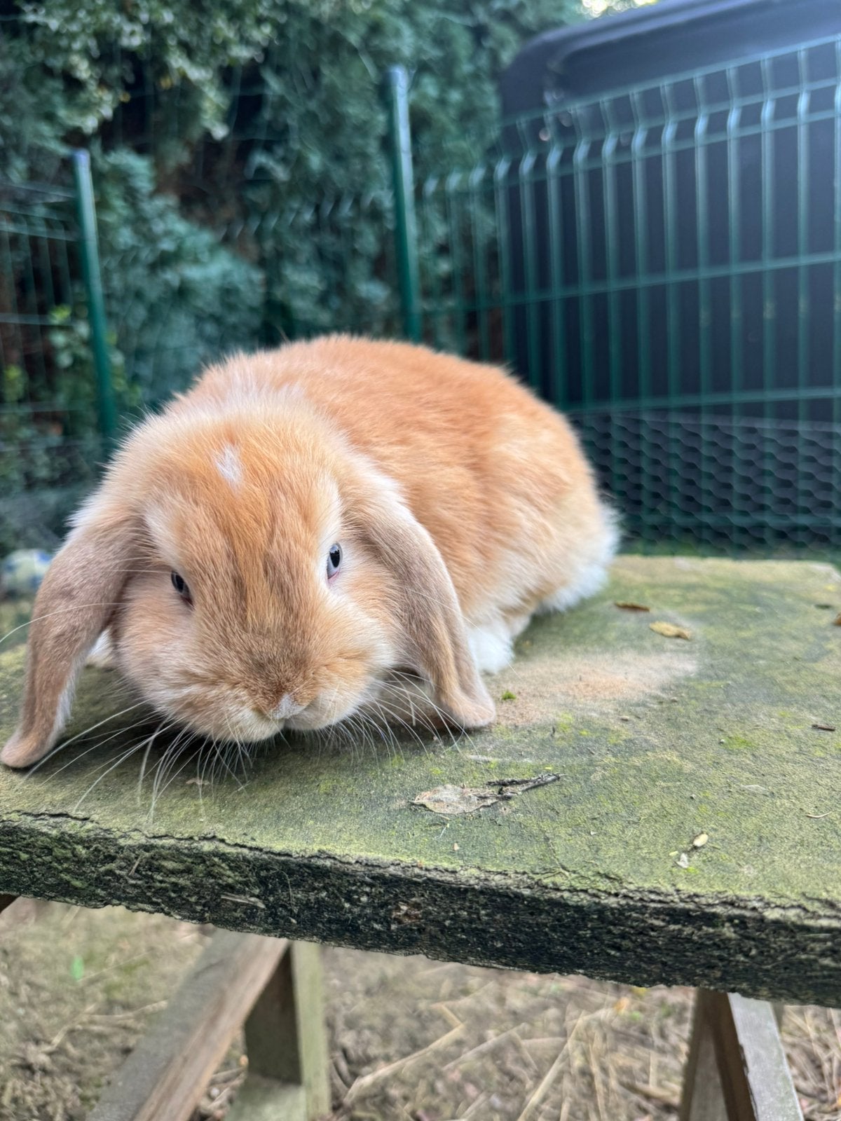 Lief minilopje, Femelle, Petit, Oreilles tombantes, 0 à 2 ans