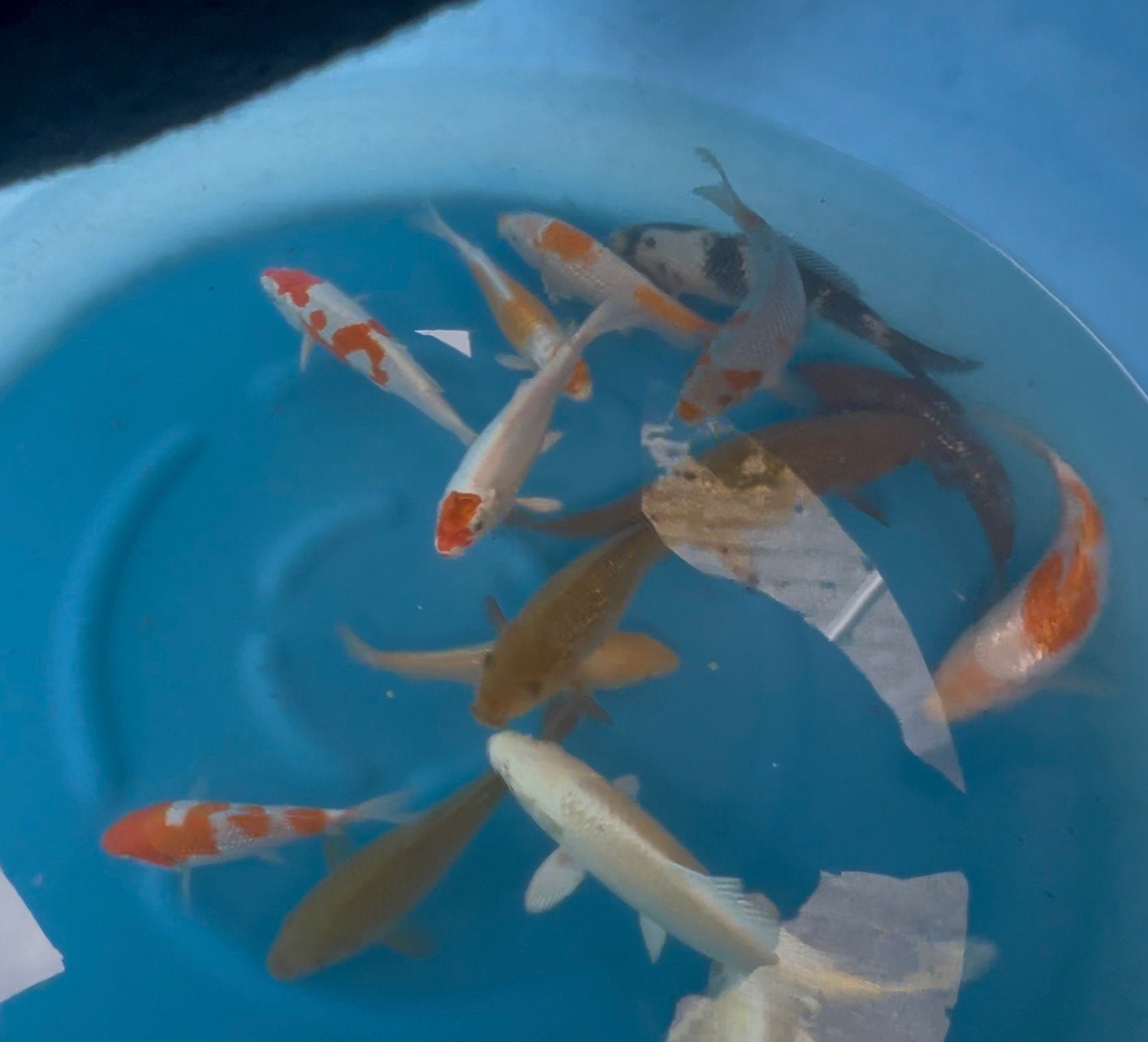 Tosai Yoshikigoi, Dieren en Toebehoren, Vissen | Vijvervissen, Karper of Koi