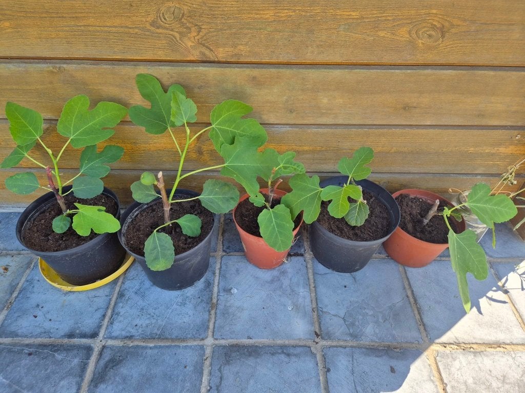 Vijg turkey brown, Tuin en Terras, Planten | Bomen, Ophalen