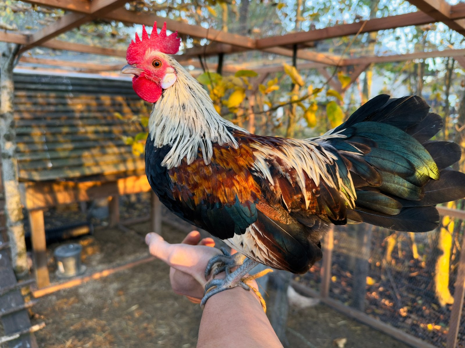 Haantjes te koop, Mâle, Poule ou poulet