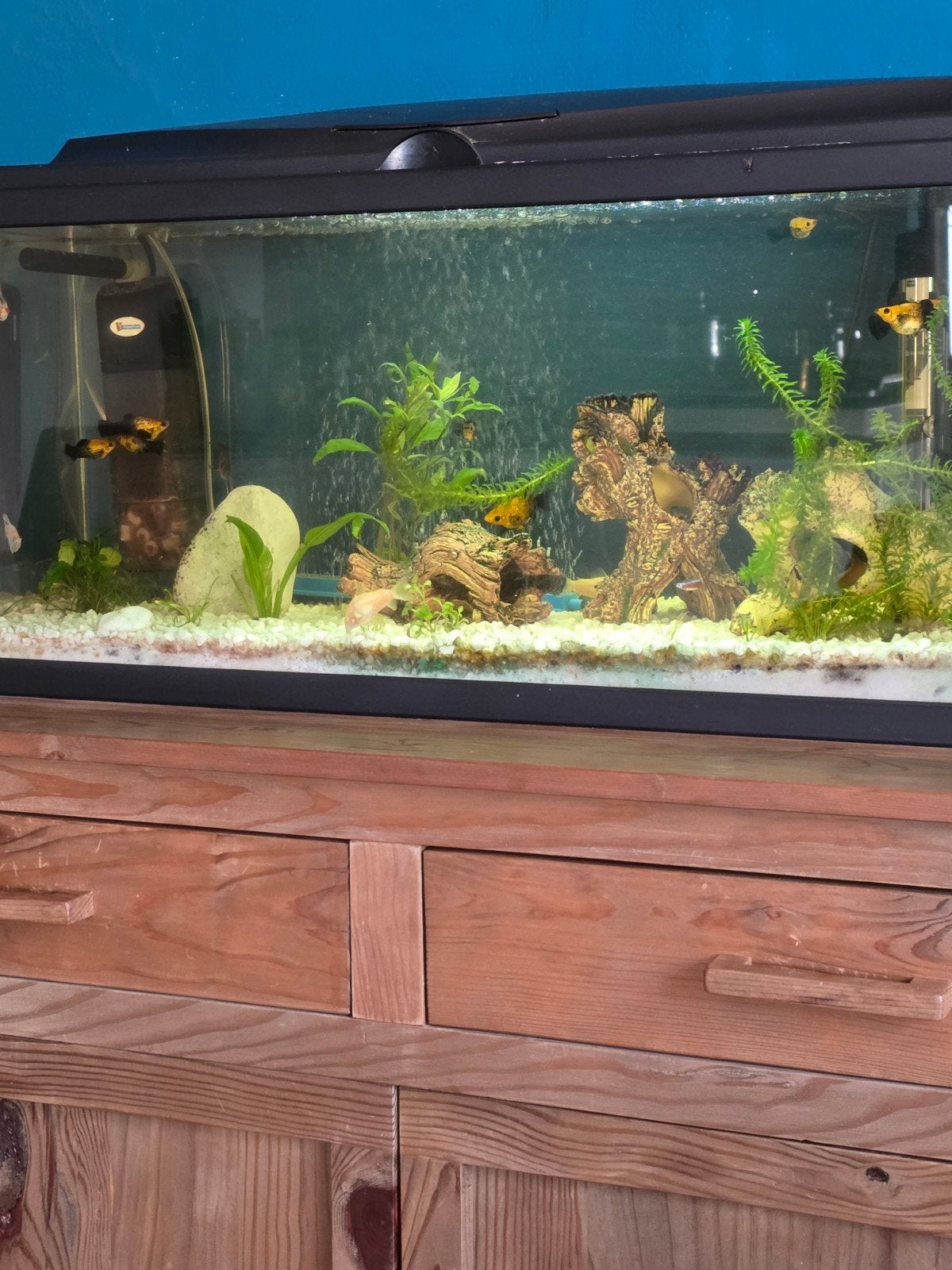 aqaruim, Animaux & Accessoires, Poissons | Aquariums & Accessoires, Enlèvement