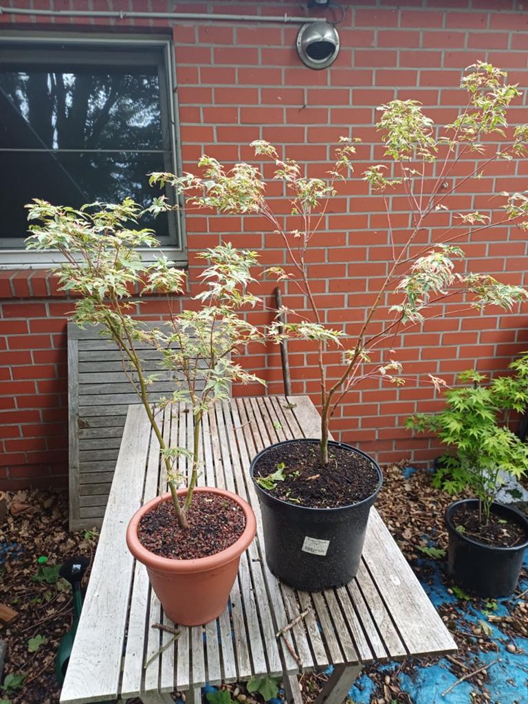 1 acer butterfly, Ophalen